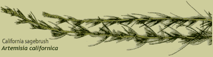 Coastal sage - Artemisia californica